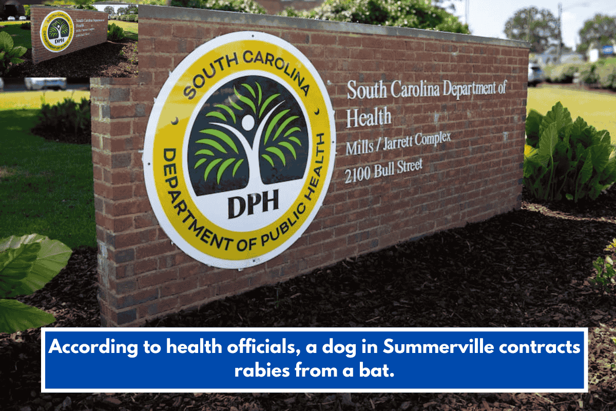 According to health officials, a dog in Summerville contracts rabies from a bat.