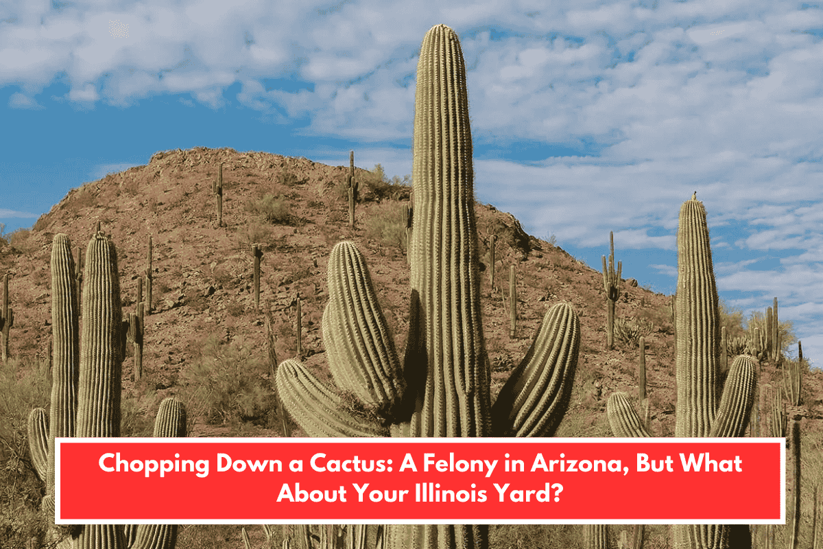 Chopping Down a Cactus: A Felony in Arizona, But What About Your Illinois Yard?
