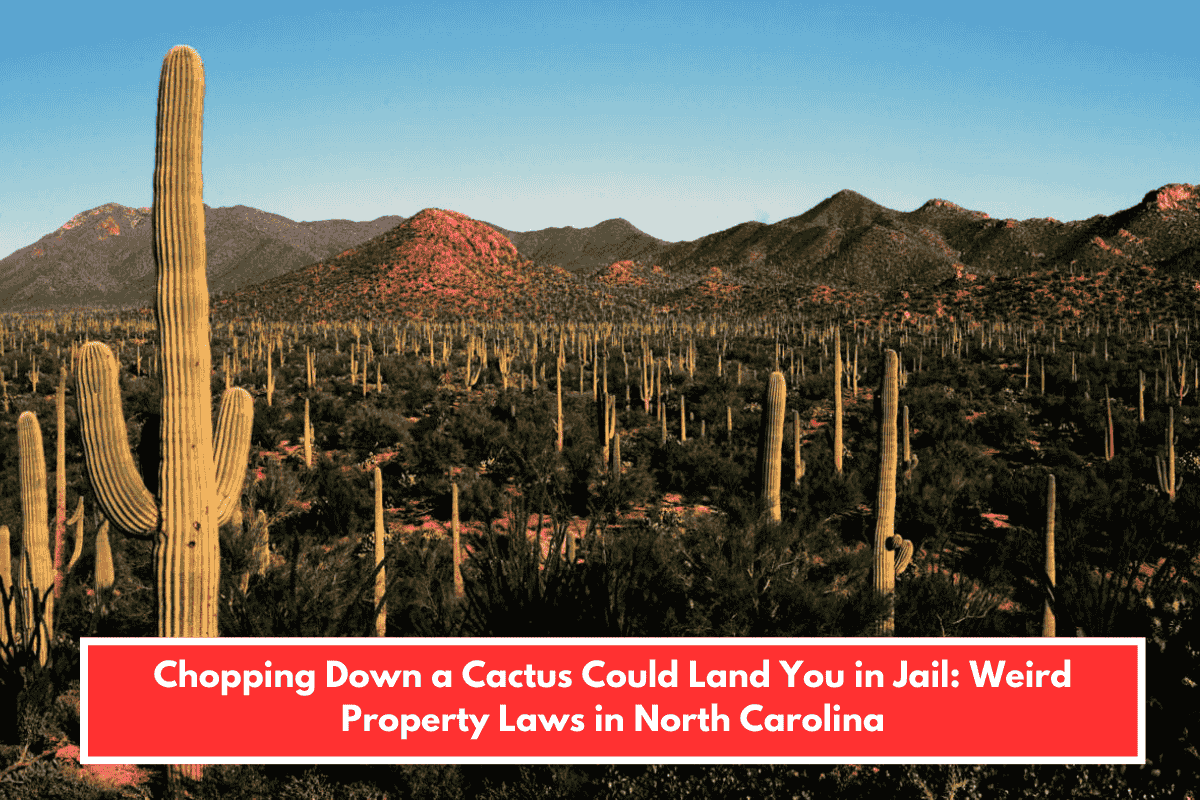 Chopping Down a Cactus Could Land You in Jail: Weird Property Laws in North Carolina