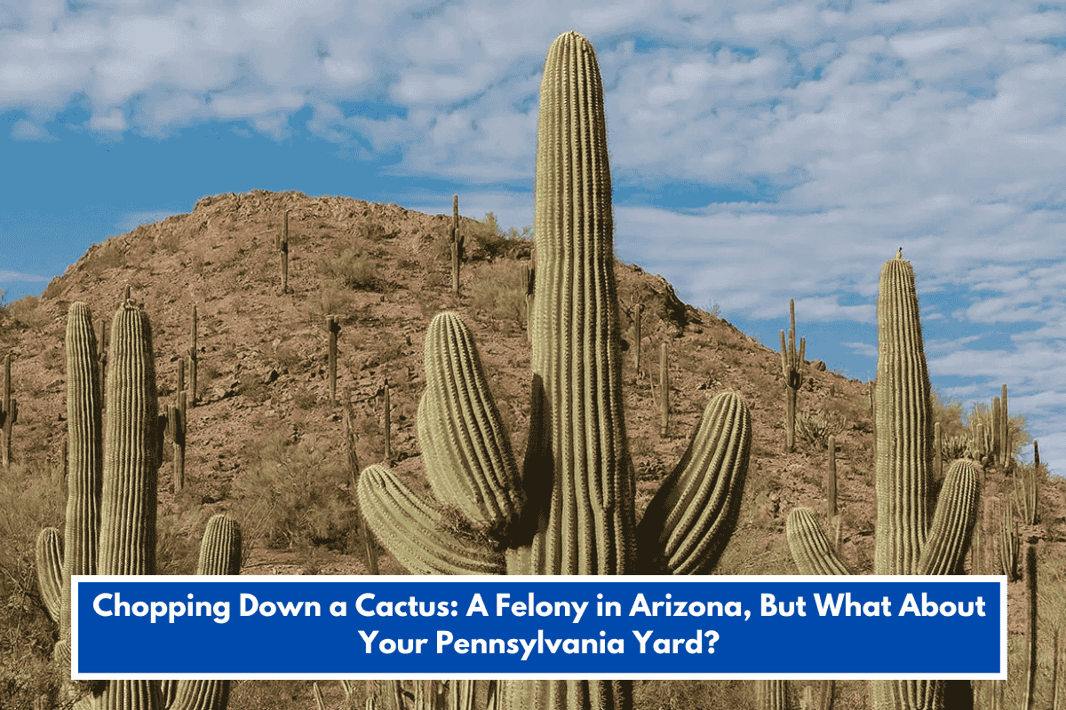 Chopping Down a Cactus: A Felony in Arizona, But What About Your Pennsylvania Yard?
