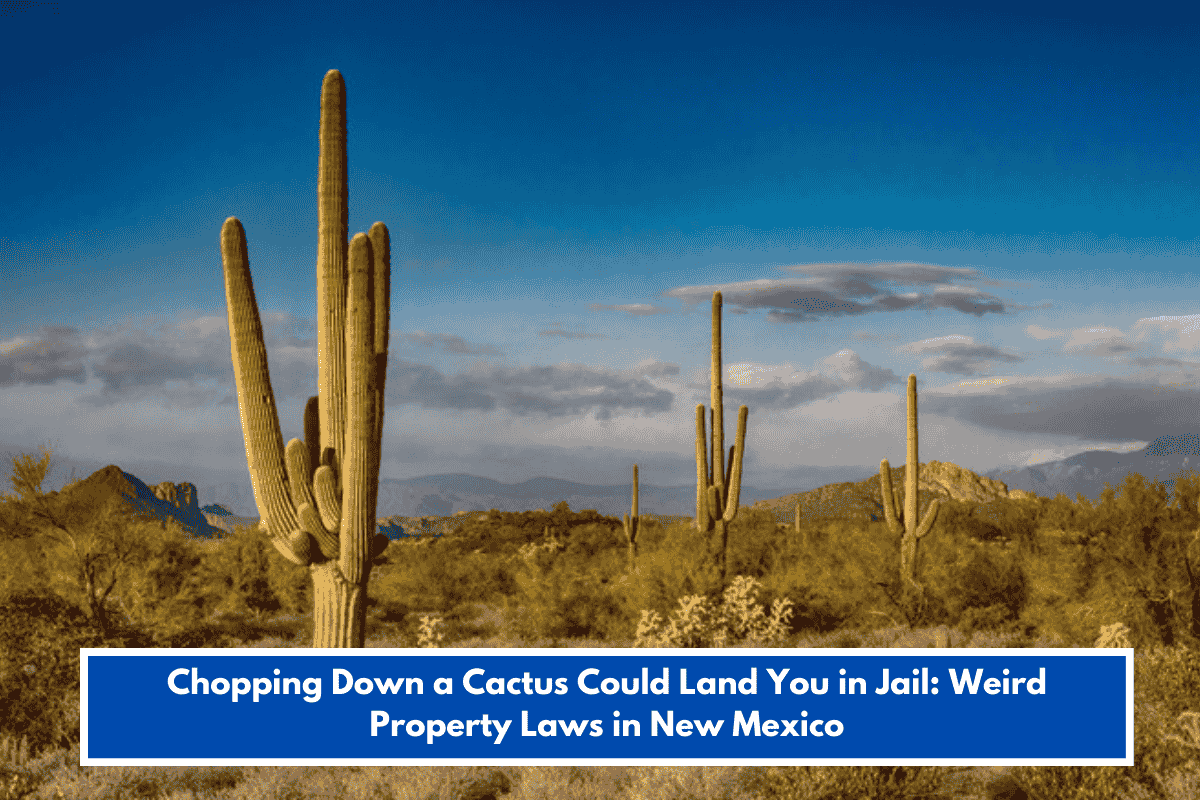 Chopping Down a Cactus Could Land You in Jail: Weird Property Laws in New Mexico