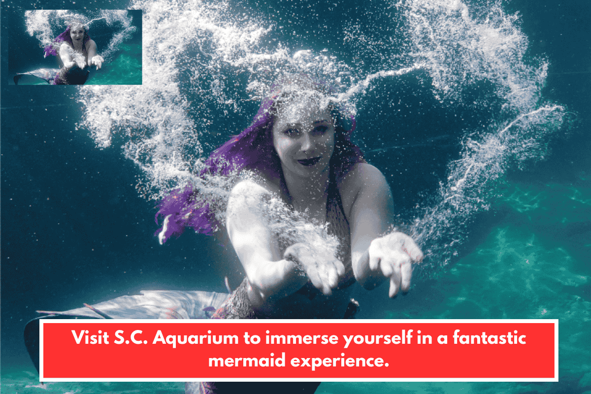 Visit S.C. Aquarium to immerse yourself in a fantastic mermaid experience.