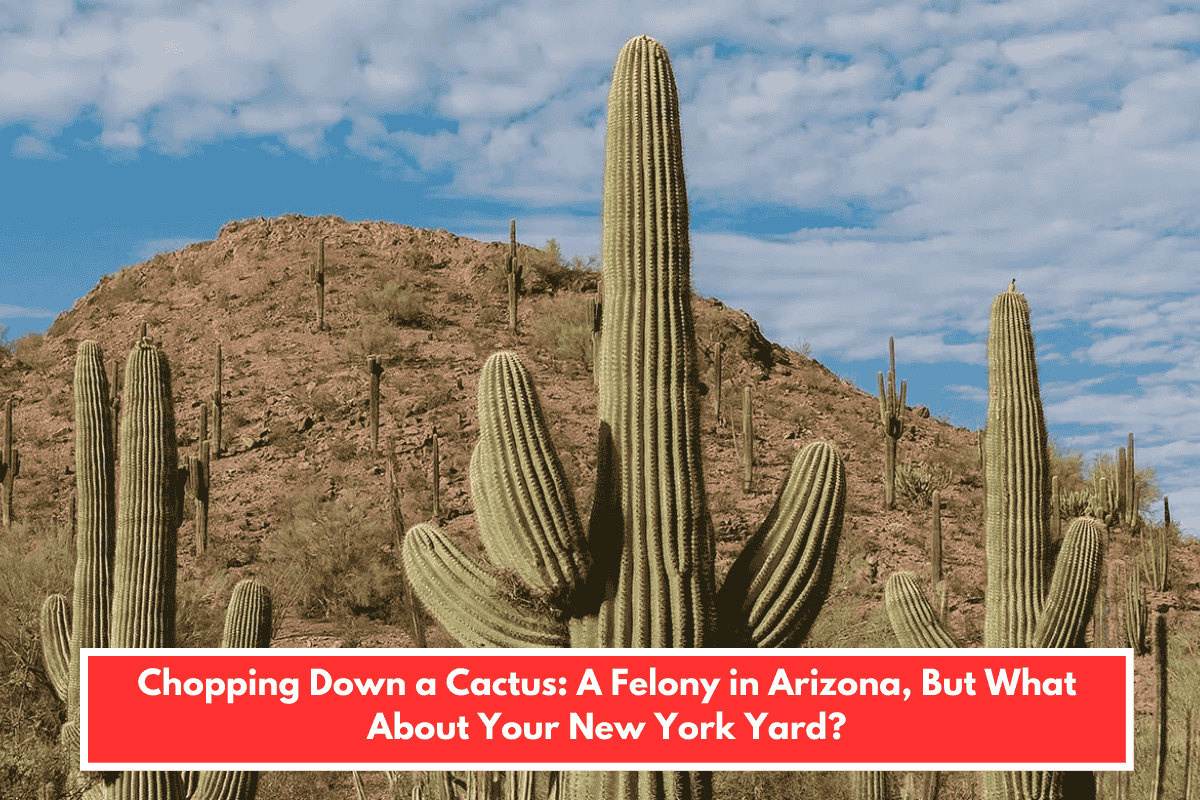 Chopping Down a Cactus: A Felony in Arizona, But What About Your New York Yard?