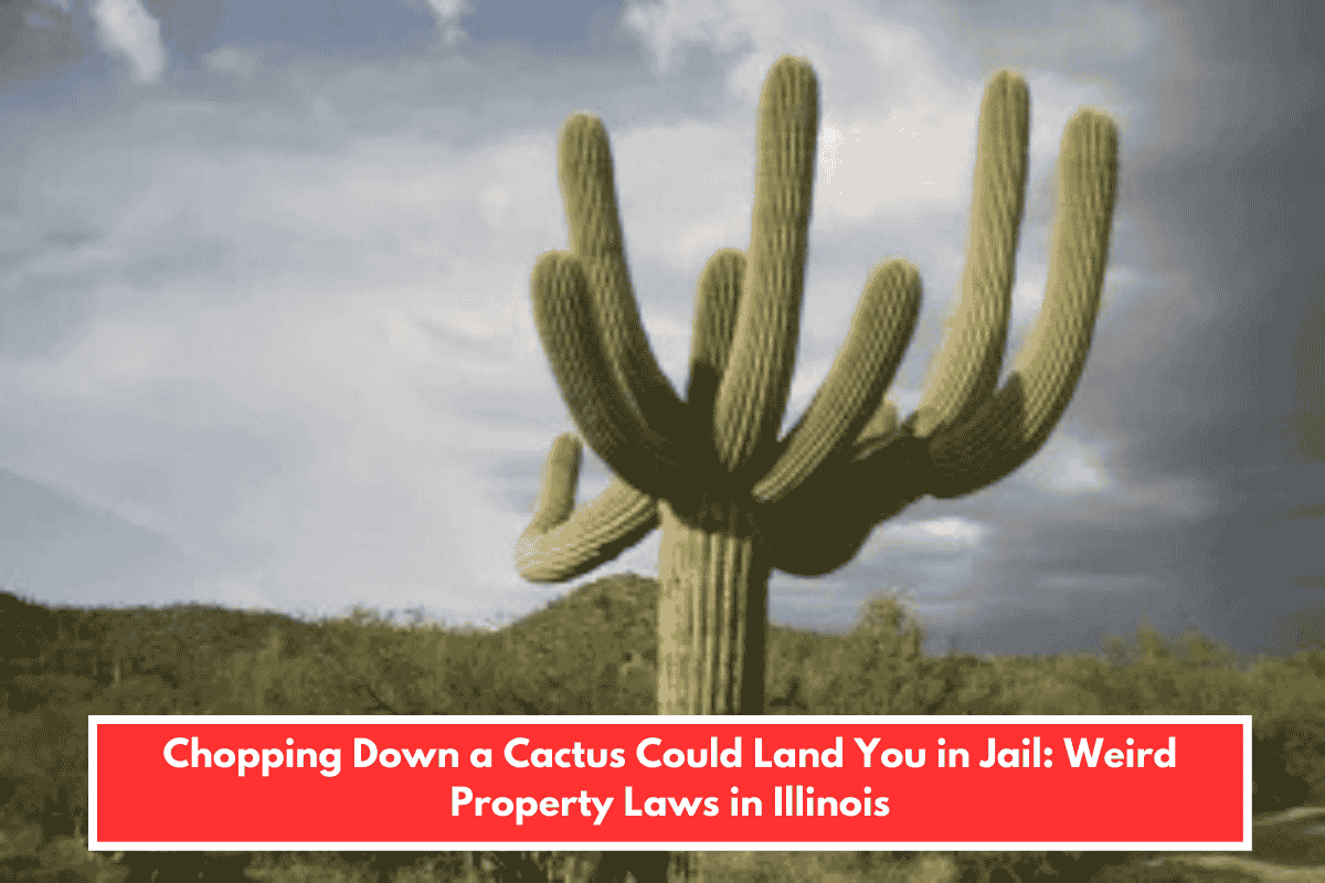 Chopping Down a Cactus Could Land You in Jail: Weird Property Laws in Illinois