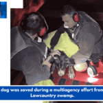 A dog was saved during a multiagency effort from a Lowcountry swamp.
