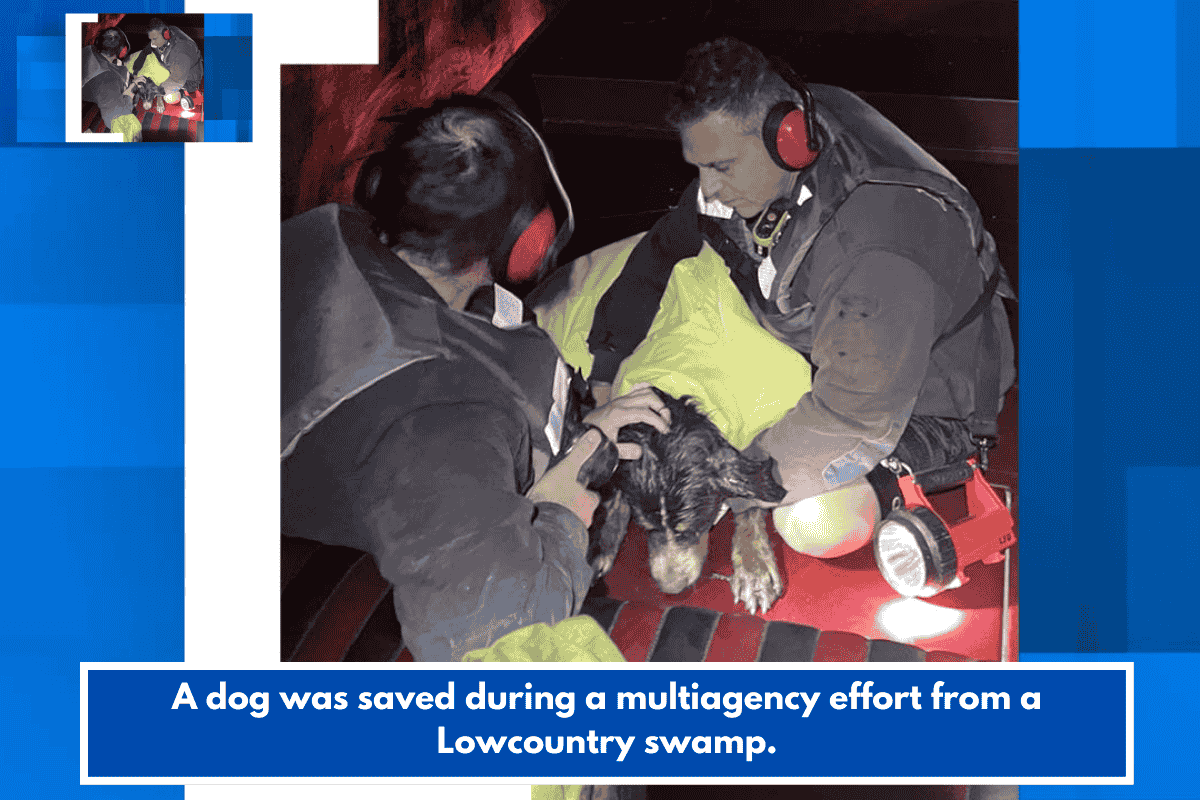 A dog was saved during a multiagency effort from a Lowcountry swamp.