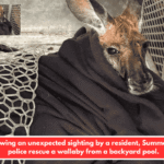 Following an unexpected sighting by a resident, Summerville police rescue a wallaby from a backyard pool.