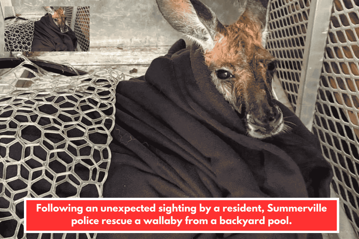 Following an unexpected sighting by a resident, Summerville police rescue a wallaby from a backyard pool.