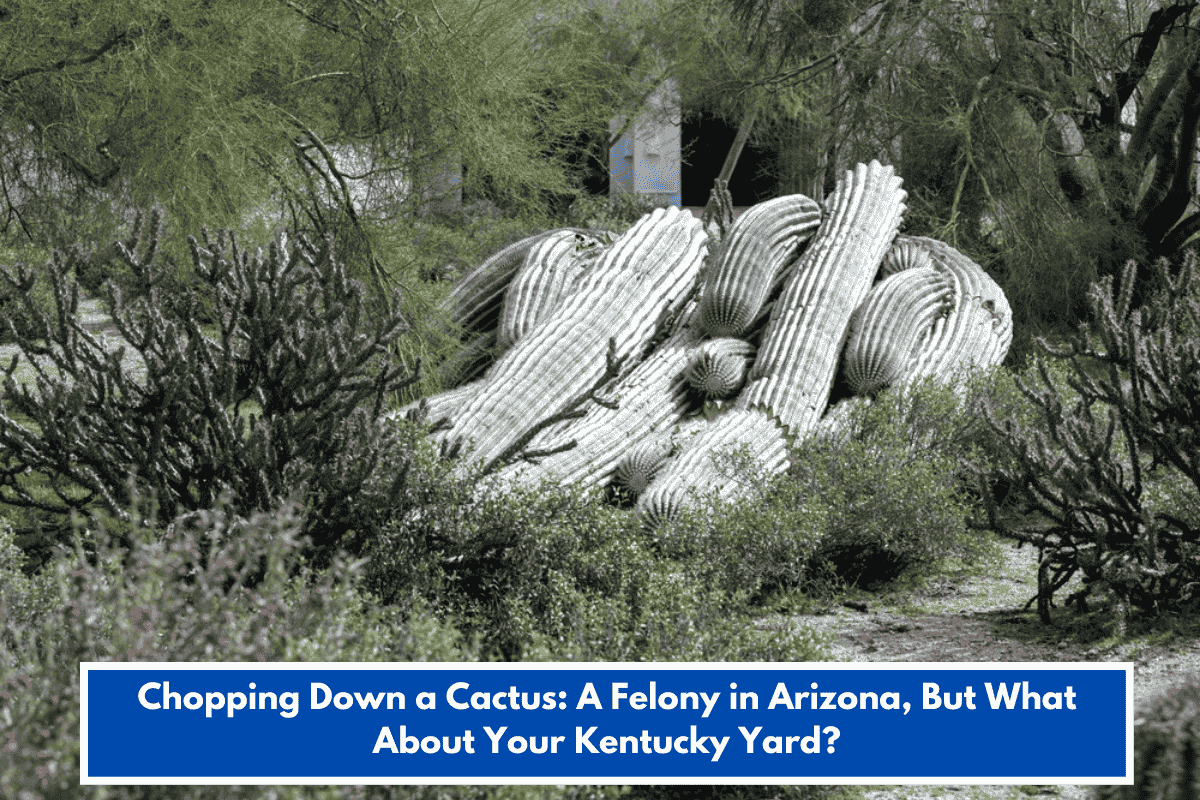 Chopping Down a Cactus: A Felony in Arizona, But What About Your Kentucky Yard?