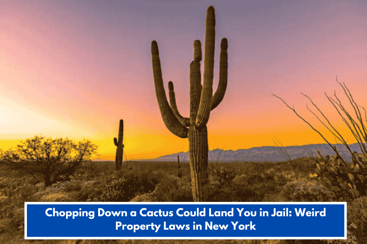 Chopping Down a Cactus Could Land You in Jail: Weird Property Laws in New York