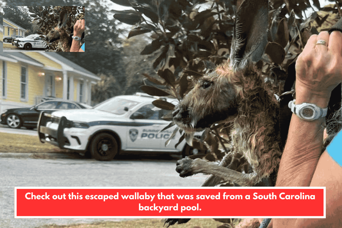 Check out this escaped wallaby that was saved from a South Carolina backyard pool.