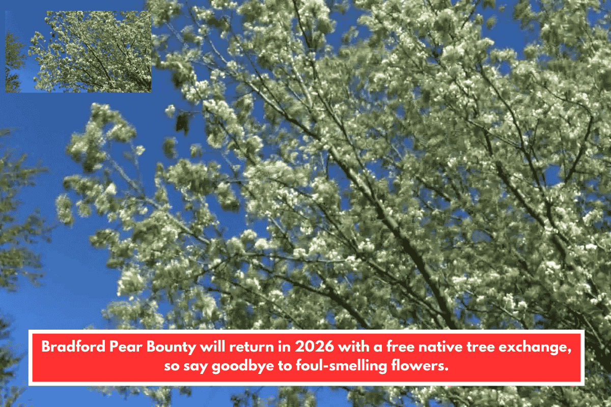 Bradford Pear Bounty will return in 2026 with a free native tree exchange, so say goodbye to foul-smelling flowers.