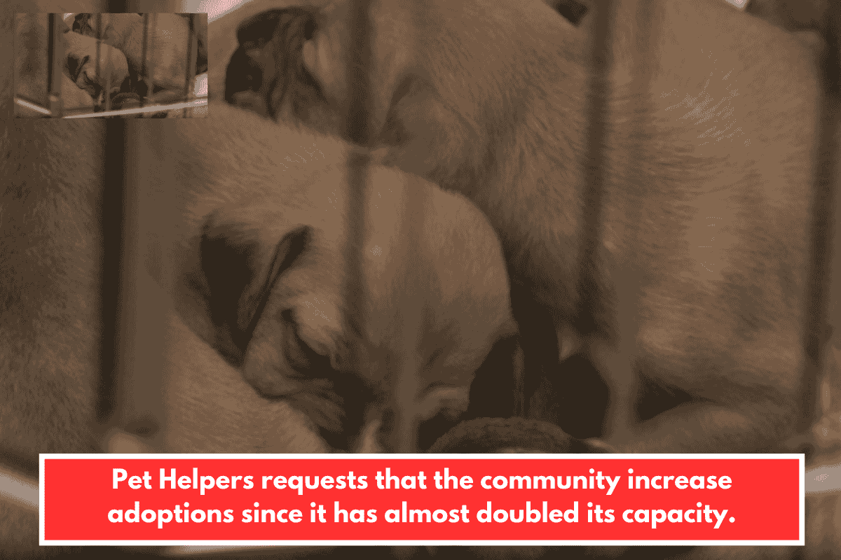 Pet Helpers requests that the community increase adoptions since it has almost doubled its capacity.