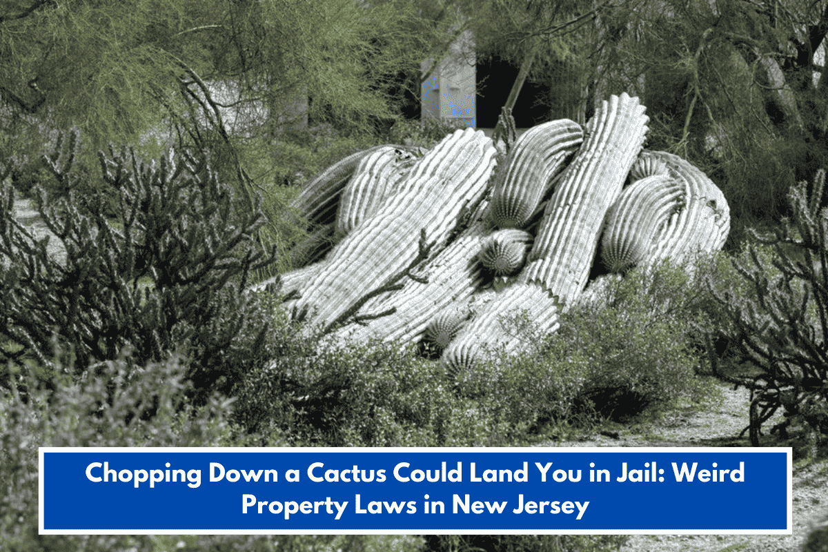 Chopping Down a Cactus Could Land You in Jail: Weird Property Laws in New Jersey