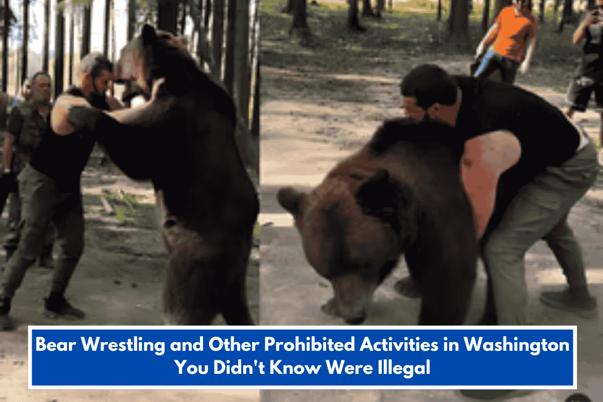 Bear Wrestling and Other Prohibited Activities in Washington You Didn't Know Were Illegal