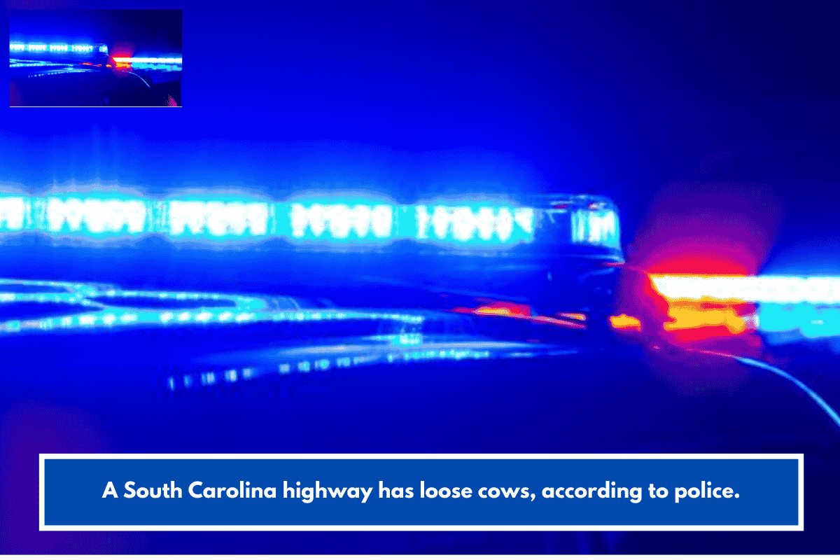 A South Carolina highway has loose cows, according to police.