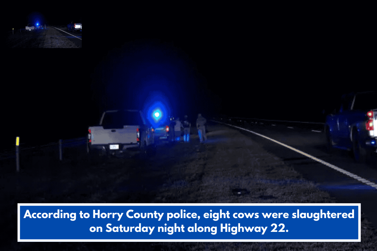 According to Horry County police, eight cows were slaughtered on Saturday night along Highway 22.