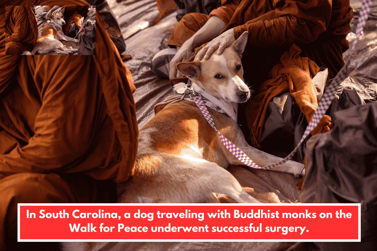 In South Carolina, a dog traveling with Buddhist monks on the Walk for Peace underwent successful surgery.
