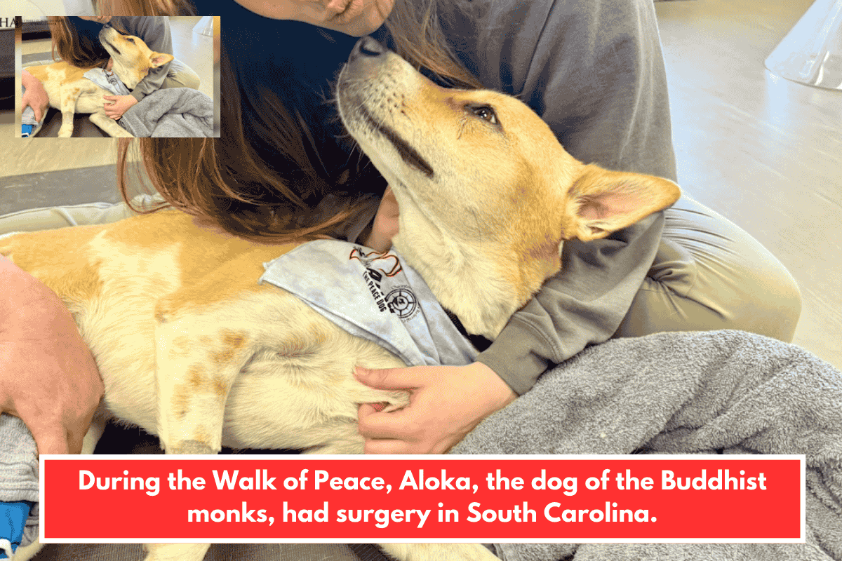 During the Walk of Peace, Aloka, the dog of the Buddhist monks, had surgery in South Carolina.