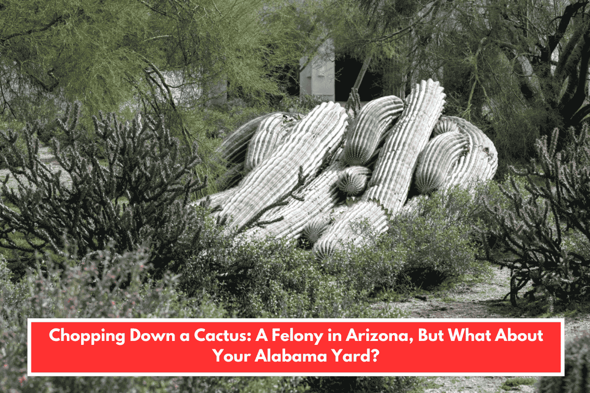 Chopping Down a Cactus: A Felony in Arizona, But What About Your Alabama Yard?