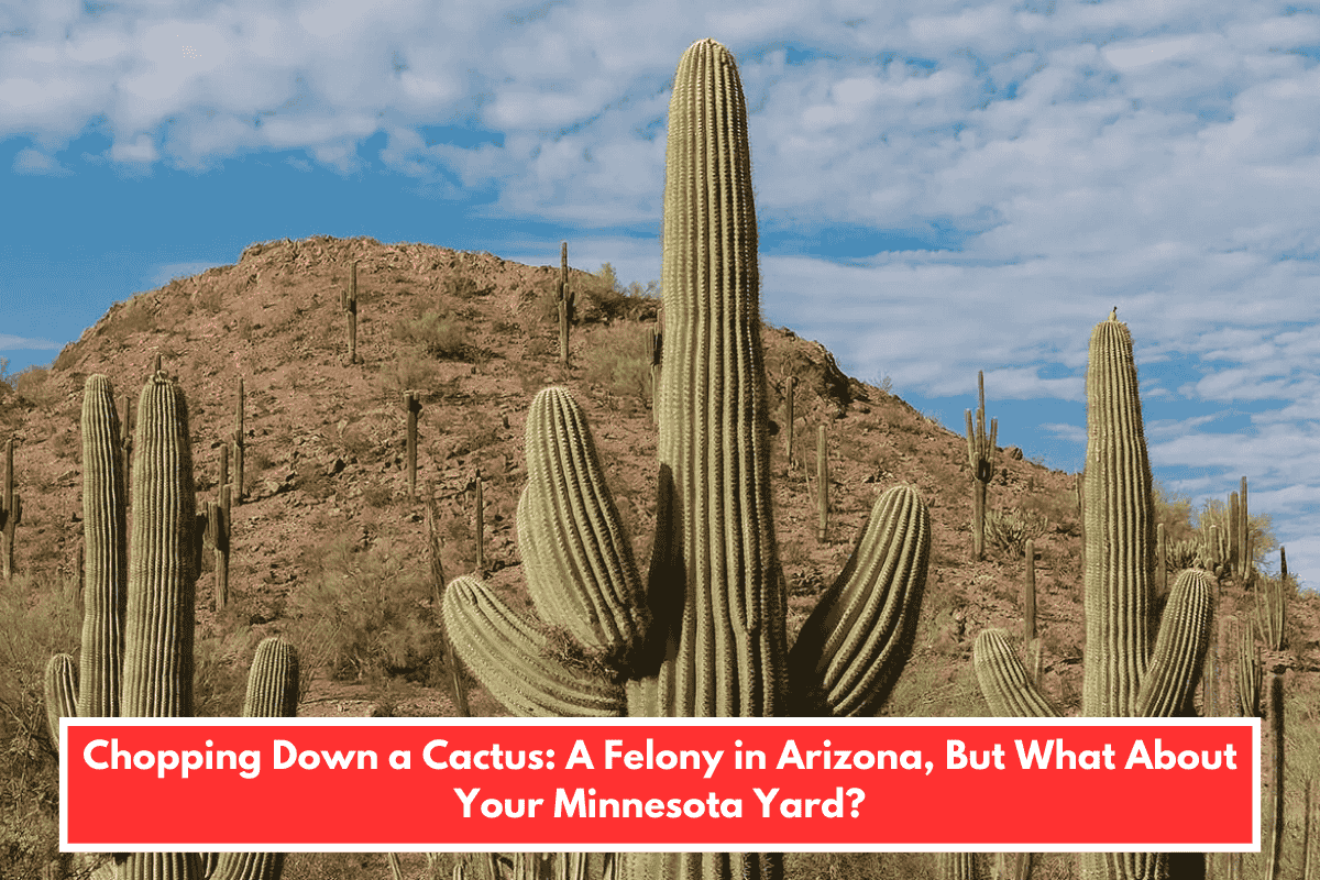 Chopping Down a Cactus: A Felony in Arizona, But What About Your Minnesota Yard?