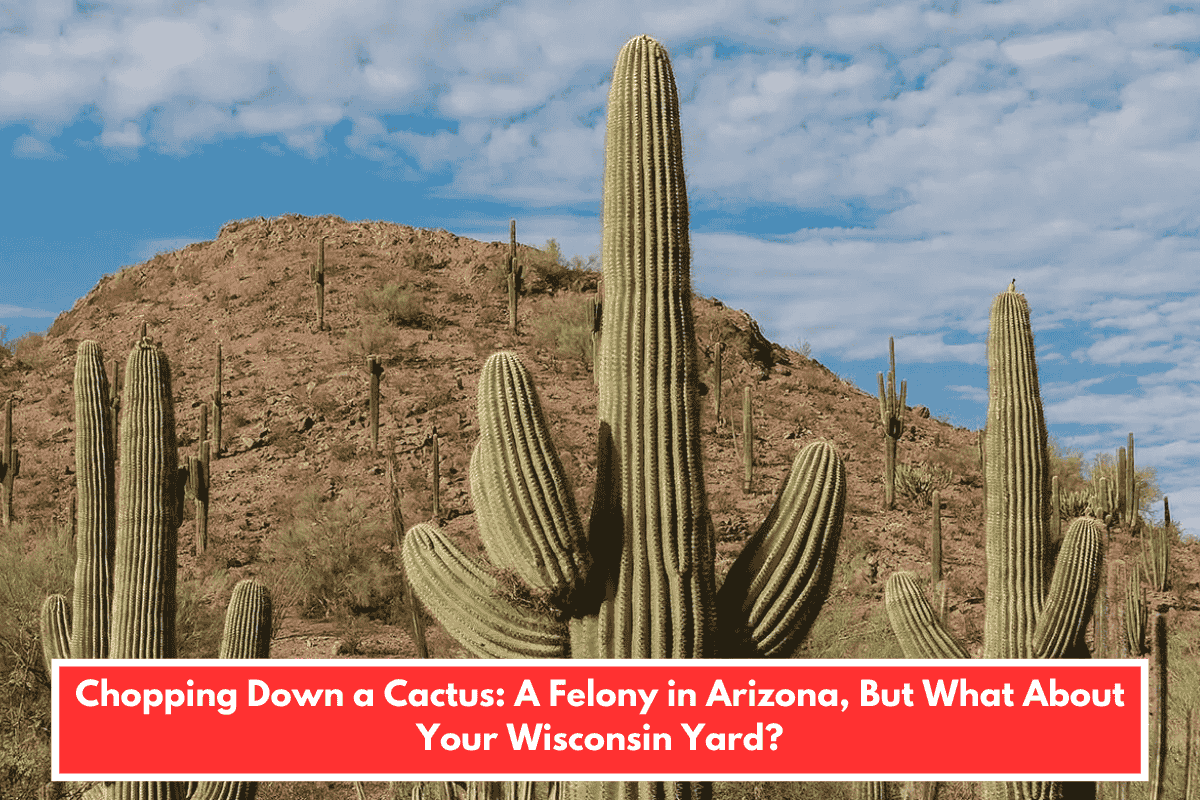 Chopping Down a Cactus: A Felony in Arizona, But What About Your Wisconsin Yard?