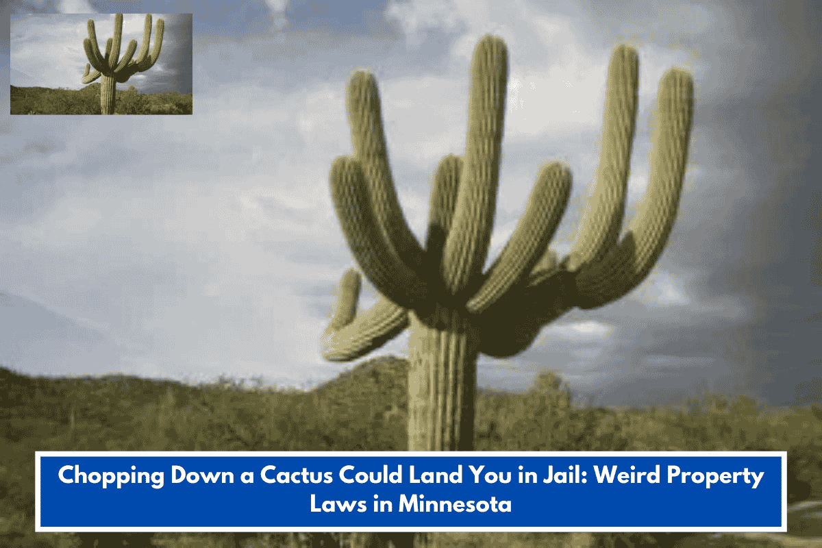 Chopping Down a Cactus Could Land You in Jail: Weird Property Laws in Minnesota