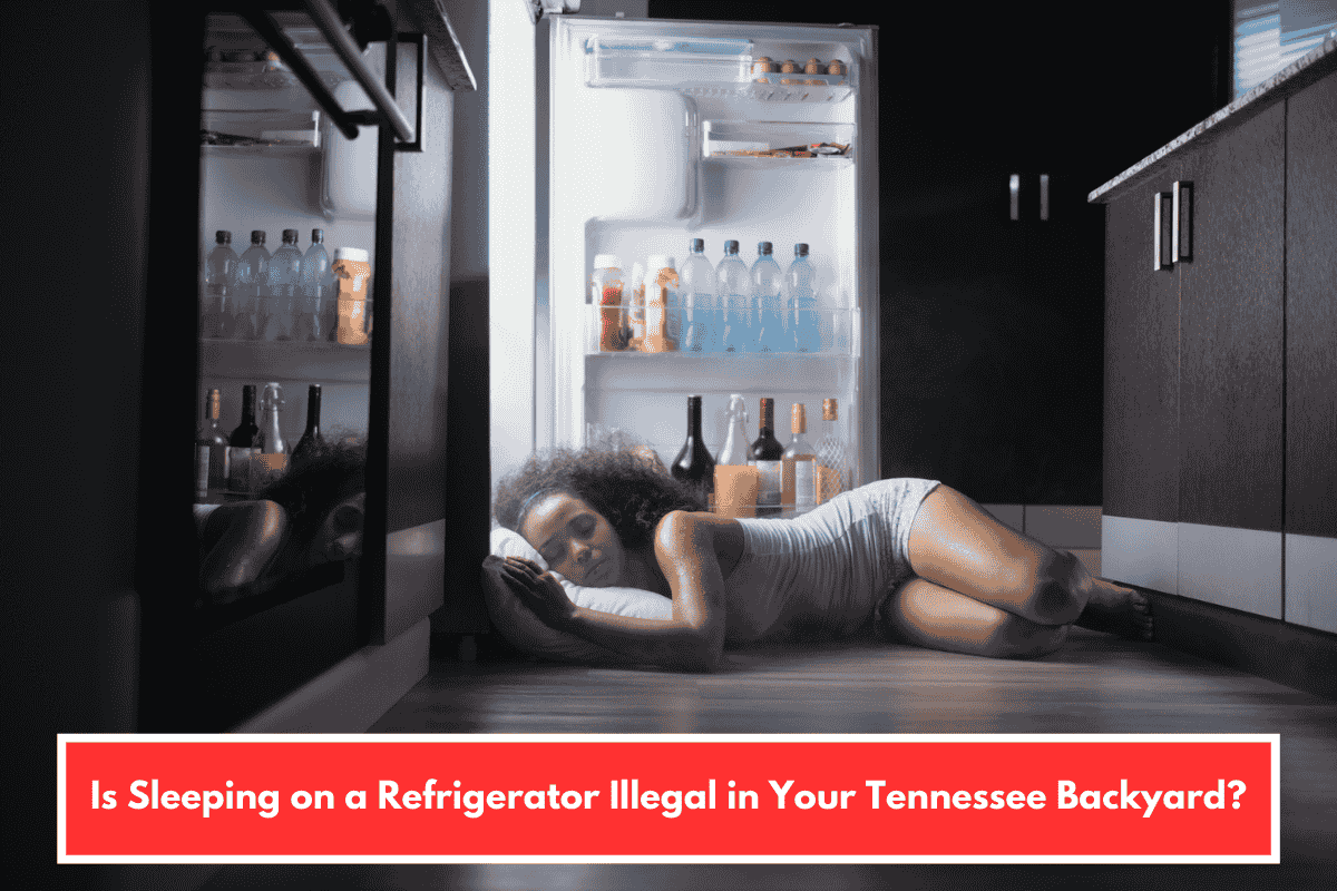 Is Sleeping on a Refrigerator Illegal in Your Tennessee Backyard?