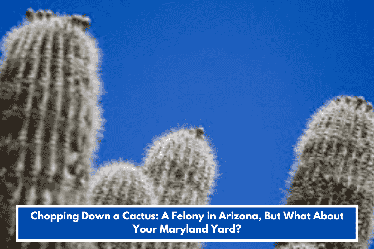 Chopping Down a Cactus: A Felony in Arizona, But What About Your Maryland Yard?