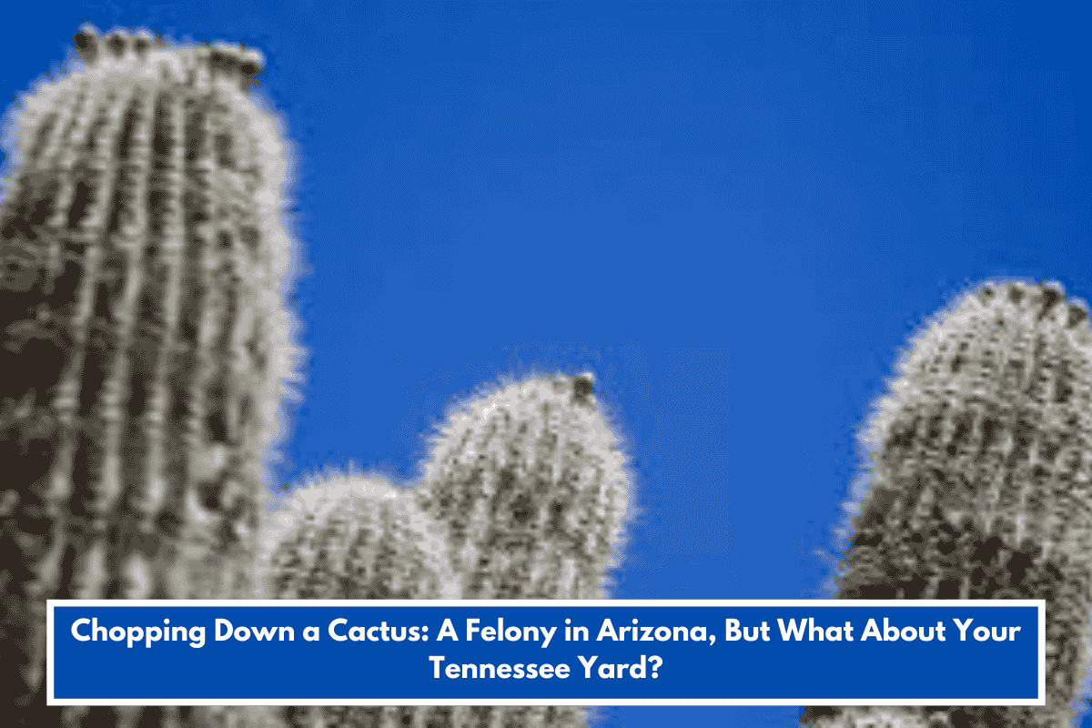 Chopping Down a Cactus: A Felony in Arizona, But What About Your Tennessee Yard?