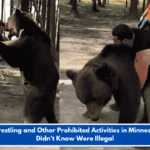 Bear Wrestling and Other Prohibited Activities in Minnesota You Didn't Know Were Illegal