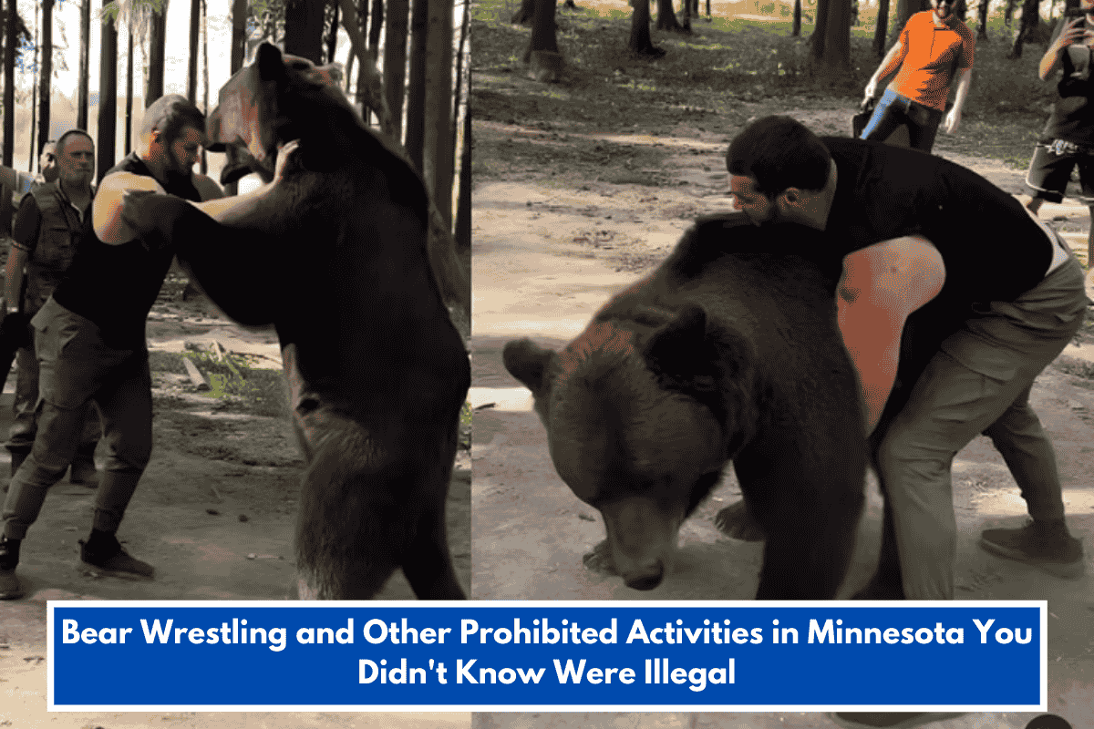 Bear Wrestling and Other Prohibited Activities in Minnesota You Didn't Know Were Illegal