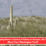 Chopping Down a Cactus: A Felony in Arizona, But What About Your Washington Yard?