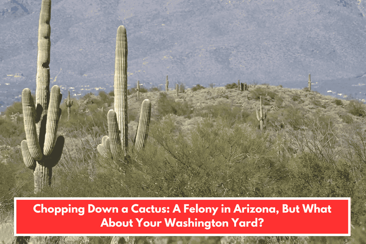 Chopping Down a Cactus: A Felony in Arizona, But What About Your Washington Yard?