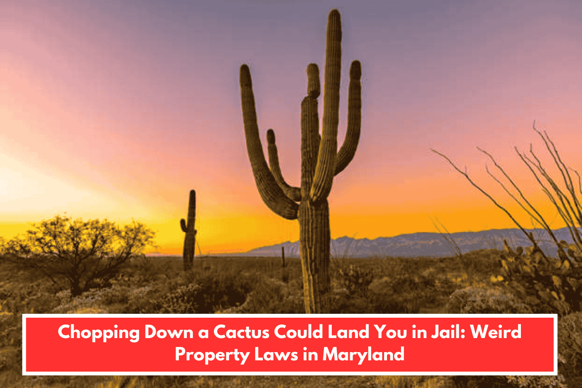 Chopping Down a Cactus Could Land You in Jail: Weird Property Laws in Maryland