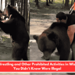 Bear Wrestling and Other Prohibited Activities in Wisconsin You Didn't Know Were Illegal