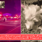 Two dogs were killed and two people were injured after off-leash pit bulls attacked them during a routine evening walk: 'It happened so quickly'