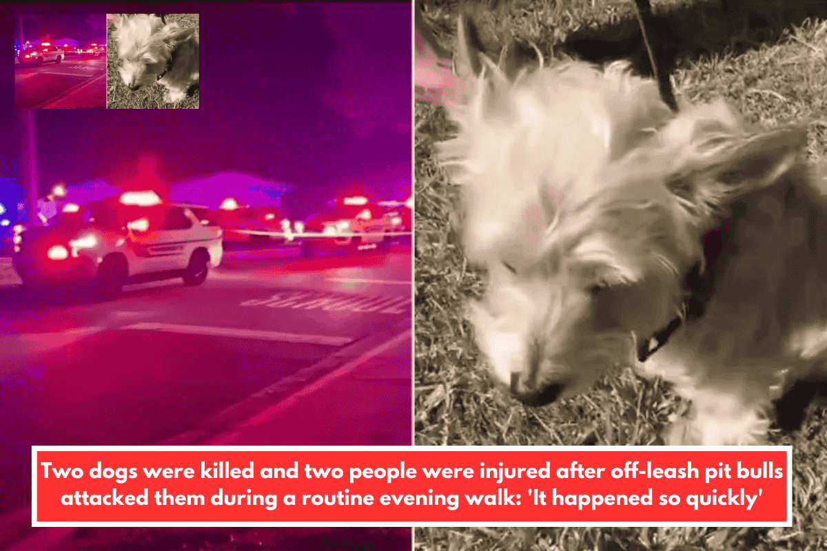 Two dogs were killed and two people were injured after off-leash pit bulls attacked them during a routine evening walk: 'It happened so quickly'