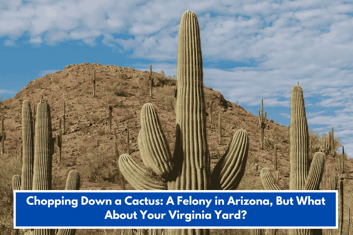Chopping Down a Cactus: A Felony in Arizona, But What About Your Virginia Yard?