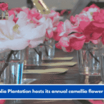 Magnolia Plantation hosts its annual camellia flower show.