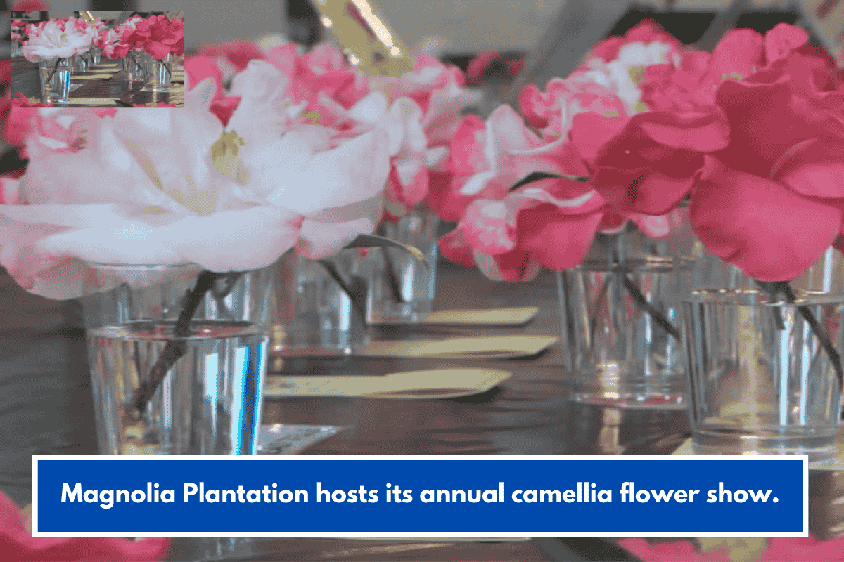 Magnolia Plantation hosts its annual camellia flower show.