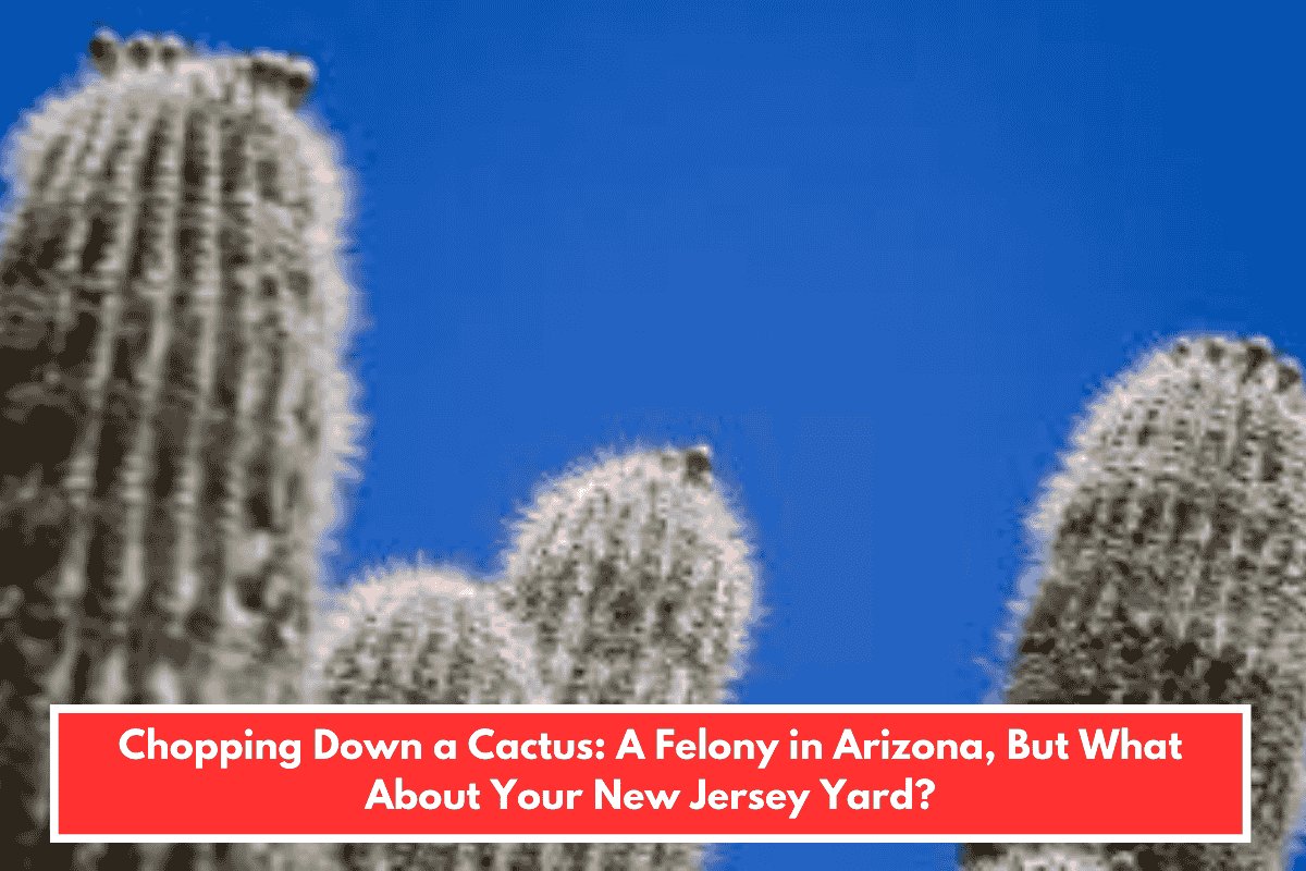 Chopping Down a Cactus: A Felony in Arizona, But What About Your New Jersey Yard?
