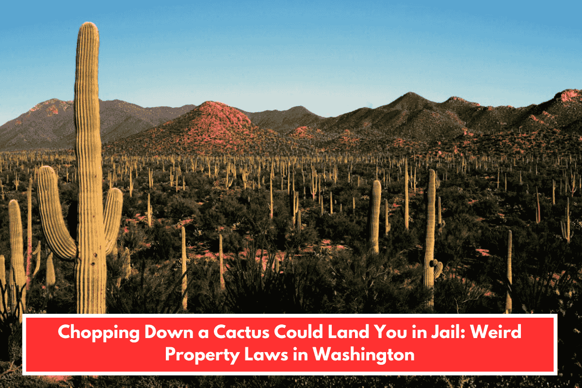 Chopping Down a Cactus Could Land You in Jail: Weird Property Laws in Washington