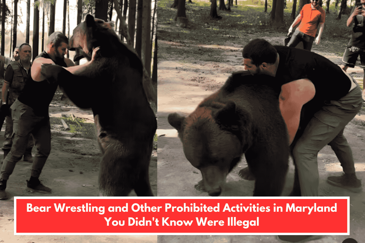 Bear Wrestling and Other Prohibited Activities in Maryland You Didn't Know Were Illegal