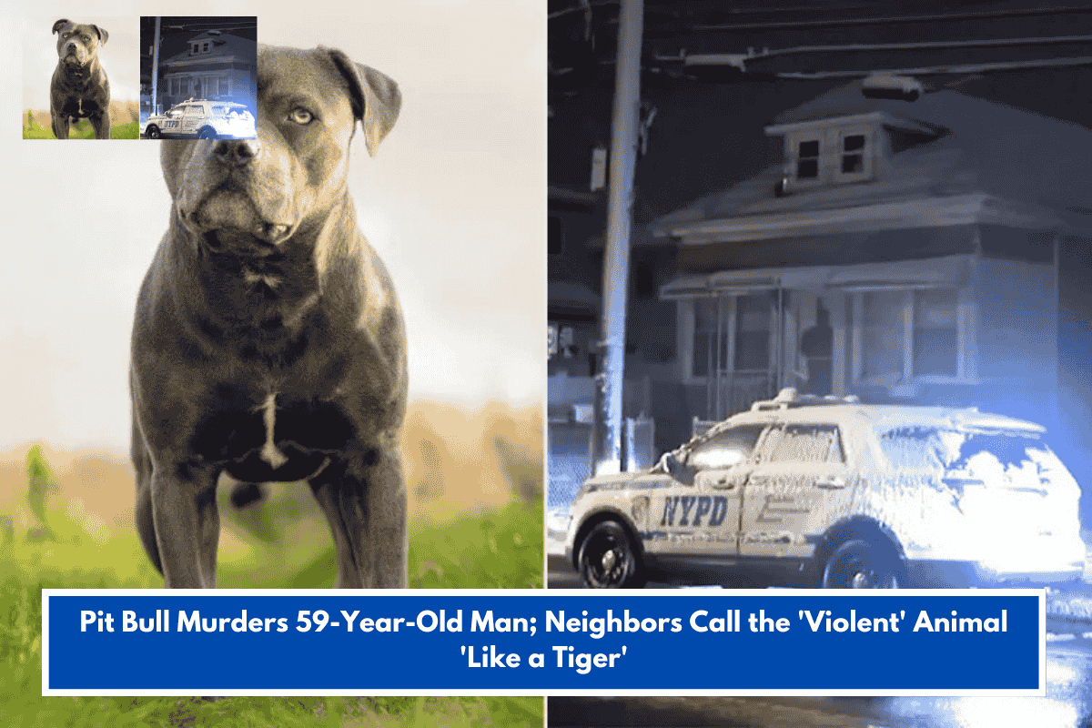 Pit Bull Murders 59-Year-Old Man; Neighbors Call the 'Violent' Animal 'Like a Tiger'