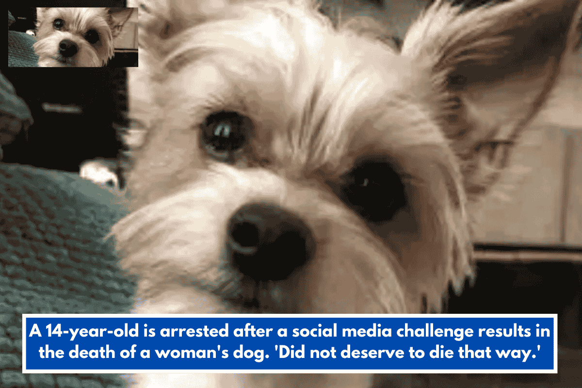 A 14-year-old is arrested after a social media challenge results in the death of a woman's dog. 'Did not deserve to die that way.'