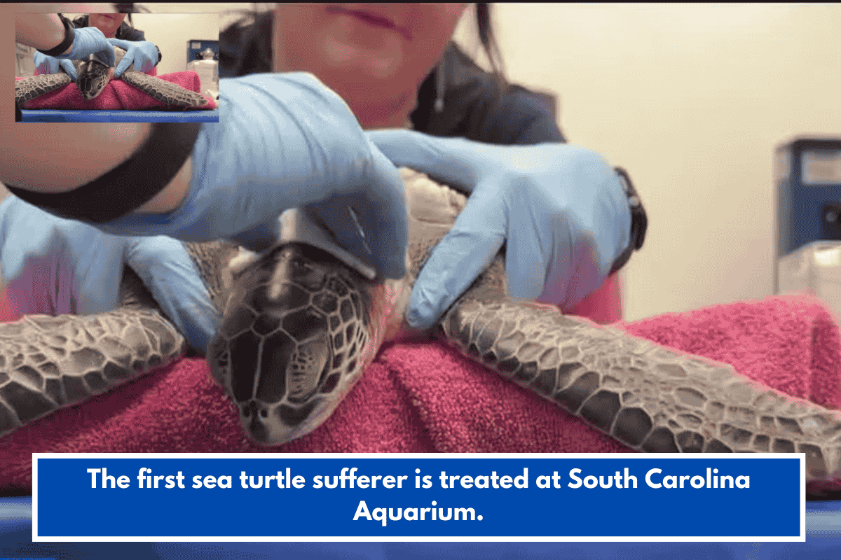 The first sea turtle sufferer is treated at South Carolina Aquarium.