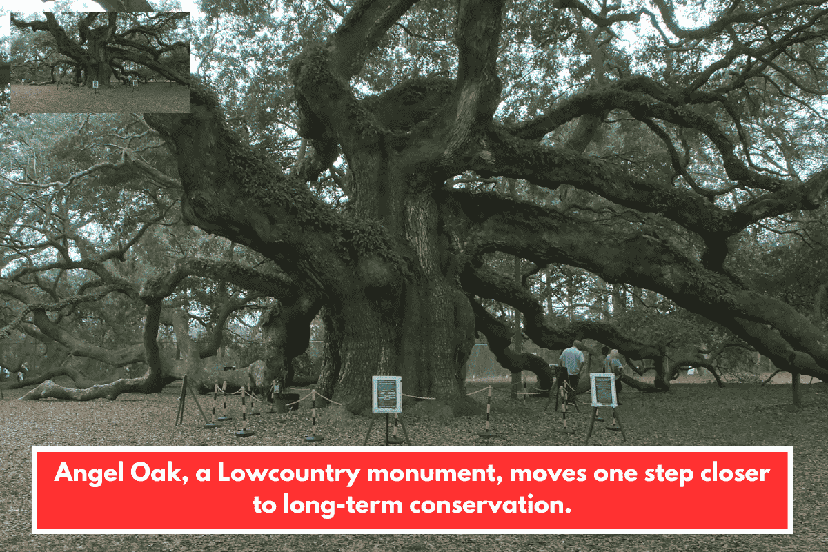 Angel Oak, a Lowcountry monument, moves one step closer to long-term conservation.