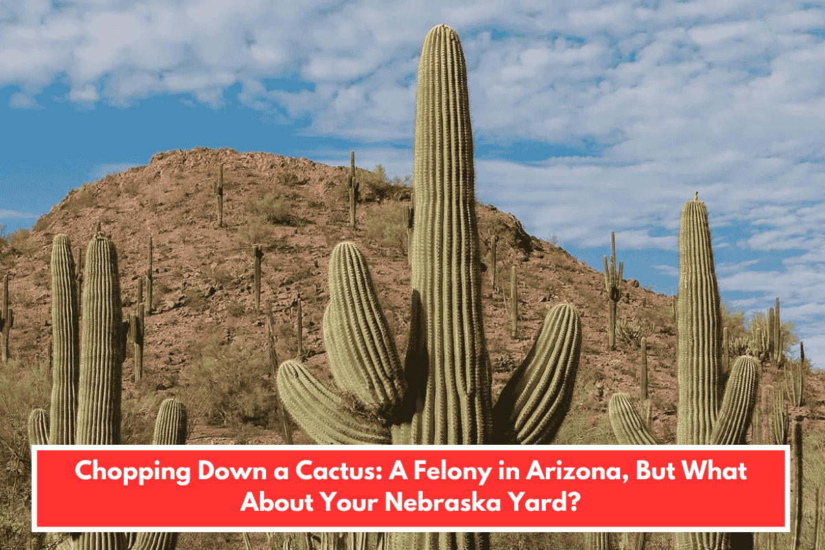 Chopping Down a Cactus: A Felony in Arizona, But What About Your Nebraska Yard?