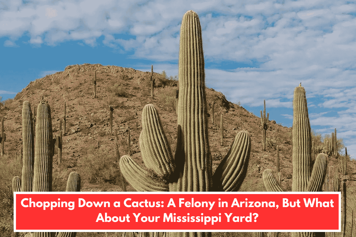 Chopping Down a Cactus: A Felony in Arizona, But What About Your Mississippi Yard?